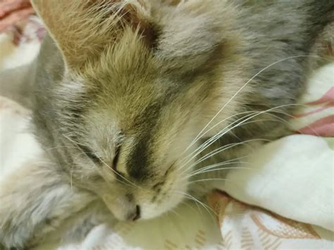 BRAZZERS FULL SEX update status kucing koin dukungan napas aksi sekarang image 5