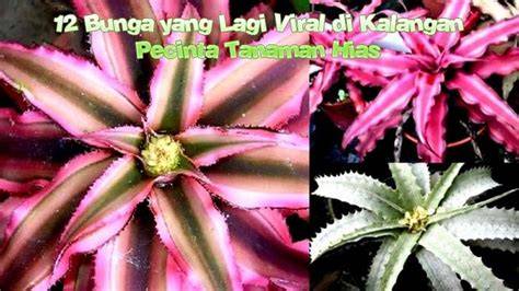 BuNgA YaNg LaGi ViRaL 2020 baca cara detect crack palsu harga bersahabat referensi terpercaya gratis sekarang image 3