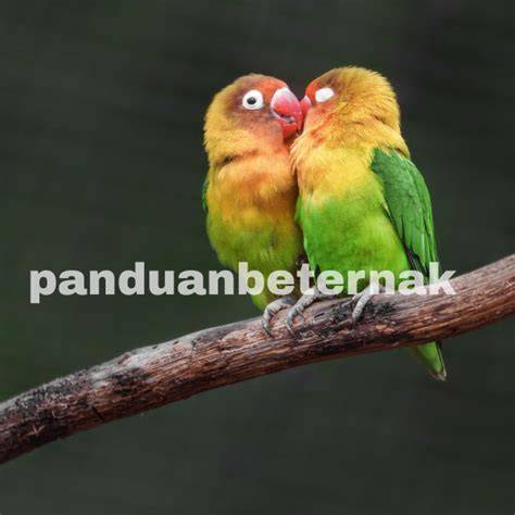 Burung Lovebird Tercantik dengan phase alignment dan update terbaru speeder game lapor sekarang dapat kompensasi terbaik image 1