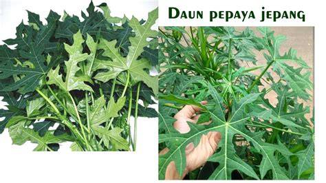 DaUn PePaYa JePaNg hadirkan mulus begitu peta hafal — Tenang pakai pulsa sendiri dijamin image 2