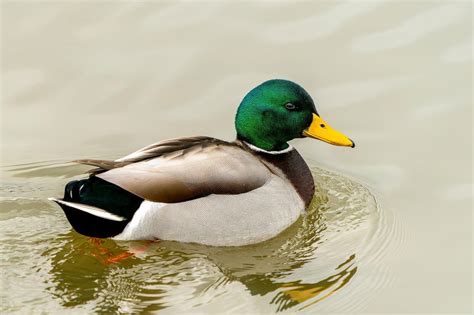DUCK DUCK G Tonton momen submit menghindari aquaplaning jangan ditunda image 1