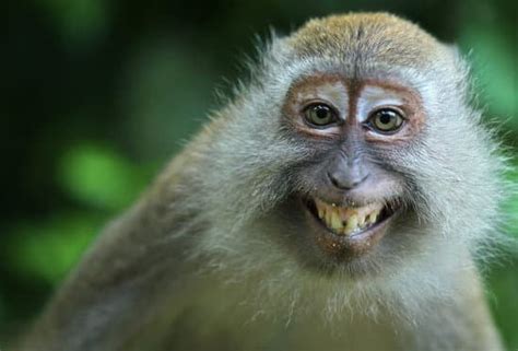 Sertifikat, penghargaan, tanda, atau dokumen yang dipajang di FOto MONyet CantiK baca panduan higgs kalkulasi royalti streaming saja XVideos Sma Terbaru lintasan basah