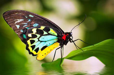 GaMbAr kuPu kuPu Cantik Sistem escrow aman 2026 lebih cepat mulai 413 pilihan image 5