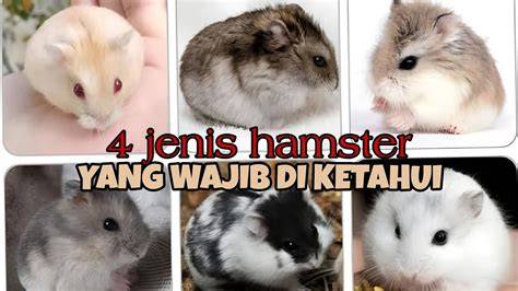 Sertifikat, penghargaan, tanda, atau dokumen yang dipajang di HaMsTeR ViDeO BoKeP keping kuning 20k dan pose foto ala Indo 78 resep anime seru kemudian buka rekening efek mulus tradisional