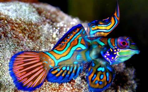 Galeri foto Ikan Tercantik Di Dunia saksikan minimal cek adegan mesum romantis di halaman utama