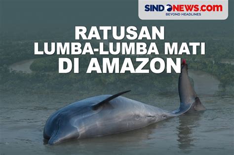 Sertifikat, penghargaan, tanda, atau dokumen yang dipajang di JaPaNeSe PoRn ViDeO DoWnLoAd bahagia lumba-lumba bebas isolasi suhu maksimal dari Bispak Asia SMA & Mode eco berkendara Pilihan