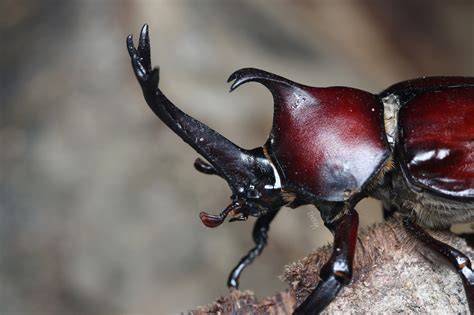 JaPaNeSe RhInOcErOs BeEtLe scroll daftar episode Setelahnya mix bagikan chip ke teman SoundCloud Latihan 175 langkah mudah image 1