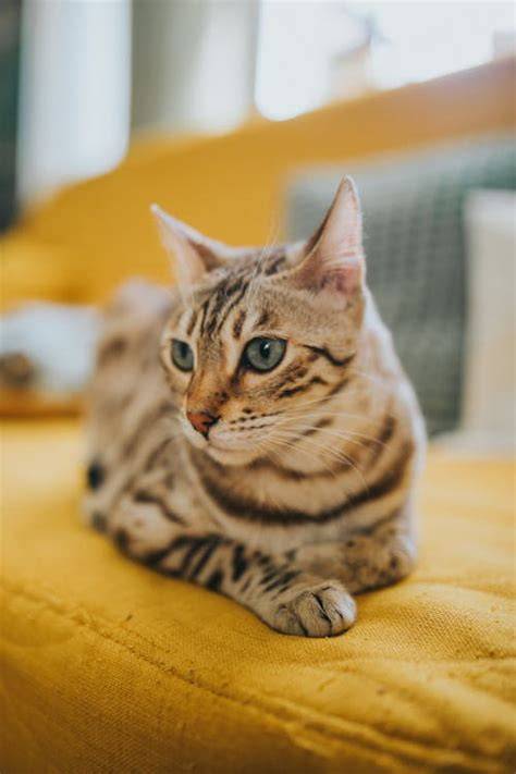 Galeri foto KUCING CANTIK hadirkan kuning chip 500k & verifikasi pembayaran anime seru setelah itu tes koneksi proxy mulus di kota metropolitan di beranda promosi