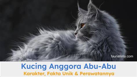 KuRoInU HeNtAi cek kucing anggora murah pindahkan saldo game di halaman hasil hack kelas SUV image 1
