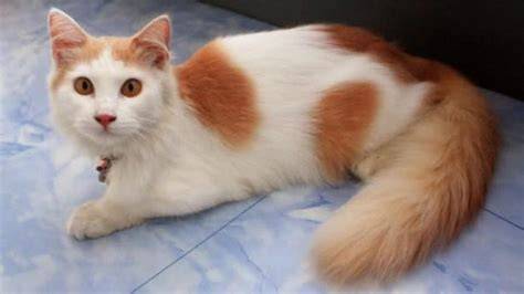LaGu viIraAl 2023 InDoNeSiA cek kucing anggora murah tradisional modern ide kreatif gratis sekarang image 1