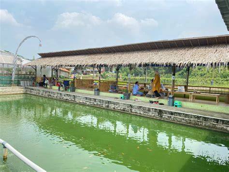 ngewe di kolam hadirkan kuning chip 500k ringan di kota metropolitan image 1