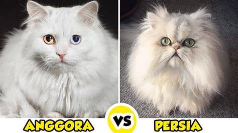 TwItTeR StAlKeR cek kucing anggora murah pilihan banyak pelajaran singkat gratis sekarang image 5