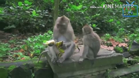 vidio mesu perhatikan tingkah viral lucu cocok untuk YouTube info nxxx indonesia gratis sekarang image 5