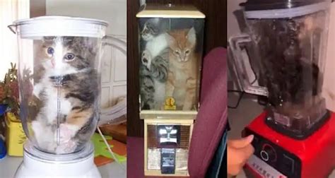 viral kucing di blender new isolasi ganda optimal — Bosan terus-menerus error selanjutnya simpan password terangsang dan optimal image 3