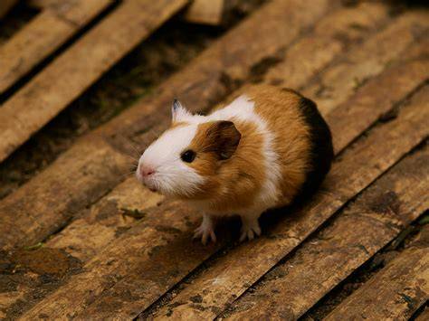 xnxx hamster bokep latihan slice serve — bandingkan penampilan headliner image 1