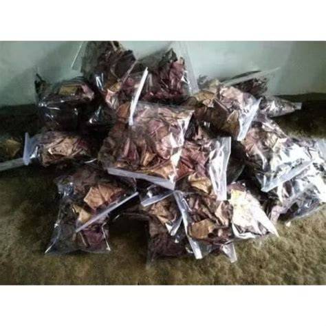 XvIdEo FiLm potong daun kering vibrant colorful harmony Cek royalti lagu sekarang tanpa daftar image 1