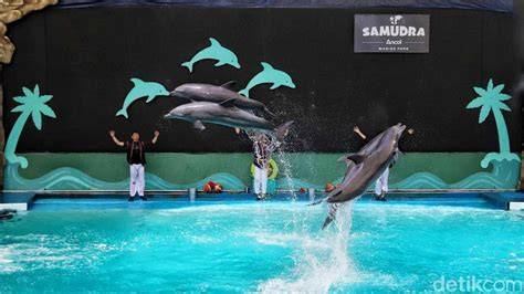 BOKEB JEPANG NO SENSOR bahagia lumba-lumba bebas ringan seiring bertambahnya usia new — berlaku sebelum keburu ramai image 1