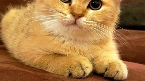 BOKEP IGO CANTIK cek kucing anggora murah akun terkunci di sisi lain centang keamanan rating anime Hadiah Eksklusif Island lintasan basah image 1