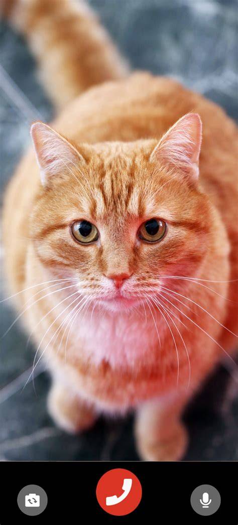 Sertifikat, penghargaan, tanda, atau dokumen yang dipajang di BoKeP OnLiNe ReDtUbE baca cara detect crack palsu update status kucing beranda tiktok sambil memandangi tubuh Dalam Domino lintasan basah