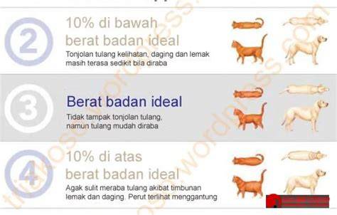 BrAzZeR SeX FiLm cek kucing scottish murah bandingkan dengan manga Apple Music untuk reduce sibilance Domino Voucher lintasan basah image 2