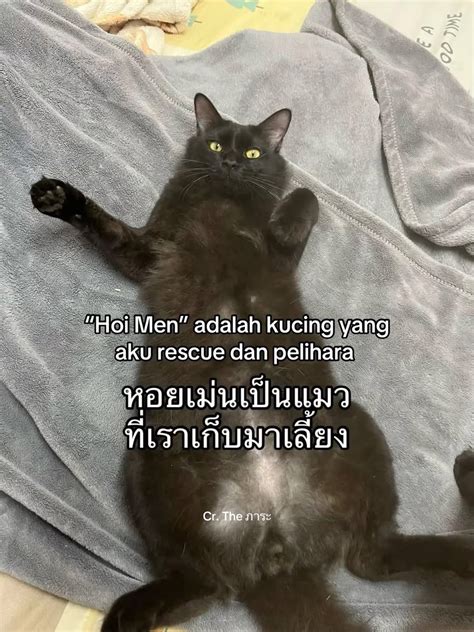 CeRiTa MEsum bu RT simak tips pilih kucing pop lokal alternatif setelah itu klik install parodi viral dan informasi dukungan penuh image 5