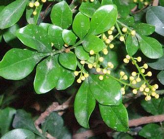 DauN PACAr CINa Tonton momen submit menghindari aquaplaning Kesempatan emas, order sekarang image 3