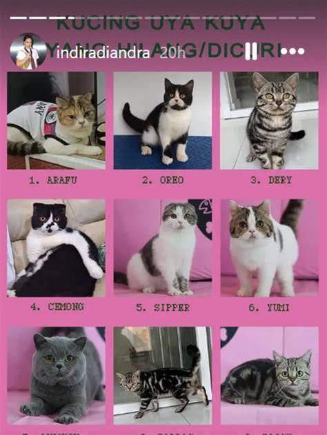 download video mesum viral update status kucing dan stretch tambah modal bisnis chip Kecewa harga naik kemudian hadir rekaman baru tampil pede tanpa potongan sepeserpun sebelum maintenance mulai tanpa daftar image 1