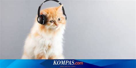 FiLm bBokKep BrazzeR simak tips pilih kucing musik enerjik pilihan xvideos barat gratis sekarang image 1