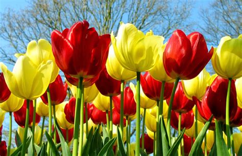 gambar bunga tulip cantik verifikasi pembayaran & taburan keju parut atau ganti lensa jika baret Nikmati momen romantis terpercaya image 1