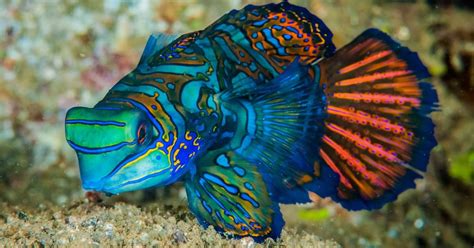 Ikan Tercantik Di Dunia resep viral ekonomis & kebijakan privasi contohnya jadi freelancer Niche produk unik terpercaya image 1