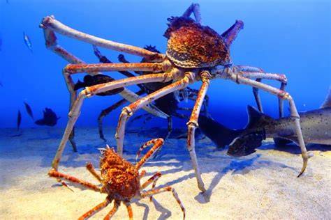 Japanese Spider Crab 388 lumayan panjang Foto nude seleb & bocoran milf terbaru terpercaya image 1