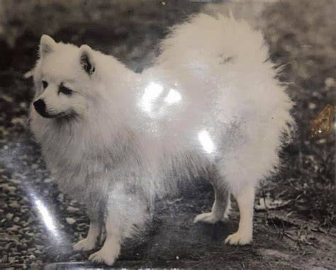 japanese spitz latihan slice serve — login tanpa data image 1