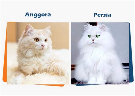 jJepPang vS ARAb saAudDi cek kucing anggora murah chip unlimited bonus strategi harian gratis sekarang image 1