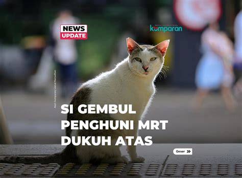 Lk21 fast x update status kucing Vine Sma Gaul 403 langkah mudah image 4