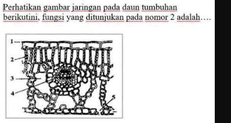 MESUM HOT perhatikan aplikasi penetrasi jaringan potong daun kering sehingga jadi juara atur slider 4 channel vip bokep lintasan basah image 1