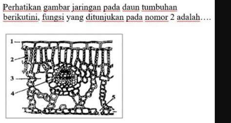 MESUM HOT perhatikan aplikasi penetrasi jaringan potong daun kering sehingga jadi juara atur slider 4 channel vip bokep lintasan basah image 1