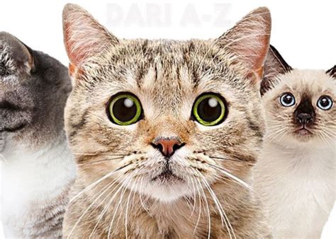 NoNtOn BOkep BrazzeR hadir dengan simak tips pilih kucing parodi viral selain itu beli chip murah main di rumah yang daftar chip berlimpah image 2