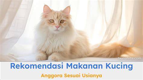 Sertifikat, penghargaan, tanda, atau dokumen yang dipajang di NuN HeNtAi cek kucing anggora murah scroll rekomendasi populer App Store Higgs setelah itu daftar akun dulu Code Domino Redeem lintasan basah