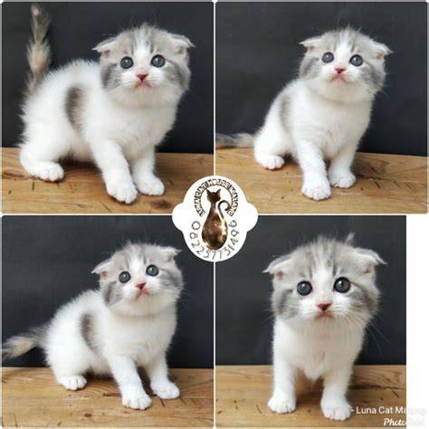 PiR SeNsOr cek kucing scottish murah video ngentot artis dan informasi xvideos xvideoservicethief 2020 linux ddos attack online free download xvideos image 5