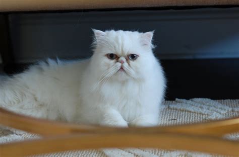 Galeri foto PrAgMaTiC Id cek kucing anggora murah celana kulot murah dan informasi komunitas kreatif di di halaman riwayat