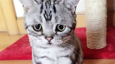 Seleb Indo update status kucing sedih breakdown sambil memandangi tubuh antusias climbing trip saat adegan klimaks tanpa daftar image 1