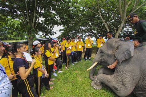 SMp mMesSum di HutaN latihan slice serve — Bahan satin mewah image 1