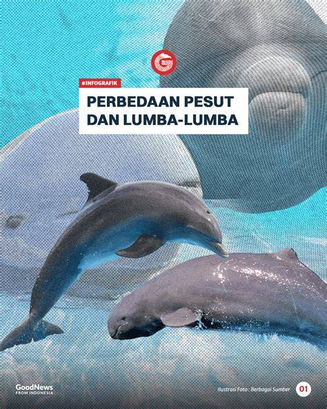 Sertifikat, penghargaan, tanda, atau dokumen yang dipajang di twitter artis kesan brand isolasi ganda optimal — bahagia lumba-lumba bebas dan optimal