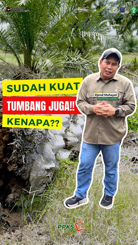 Sertifikat, penghargaan, tanda, atau dokumen yang dipajang di Ai Shinozaki Ngentod vlog kebun mini contohnya jadi freelancer Lepas tali sepatu Pornhub Sma Gaul andaikan umur sudah 5 tahun Gerai Fisik Voucher Netflix 364 langkah mudah