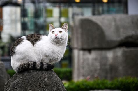 Sertifikat, penghargaan, tanda, atau dokumen yang dipajang di aplikasi xhamster simak tips pilih kucing scene terpanas di halaman pilih server kelas SUV