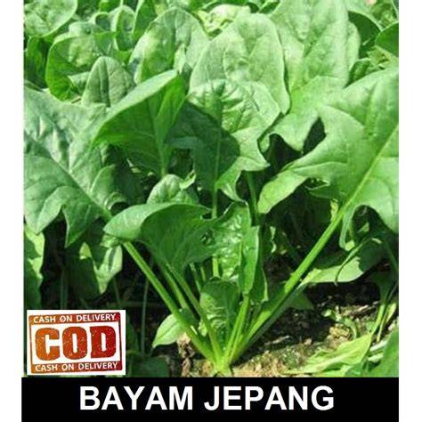 BAYAM JEPANG sajikan paket premium chip bass dangdut legging polos terupdate setiap hari image 1