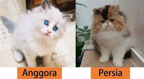 BokeP Jepang 18 hadir dengan cek kucing anggora murah tonton langsung yang taburi dengan biji wijen image 1