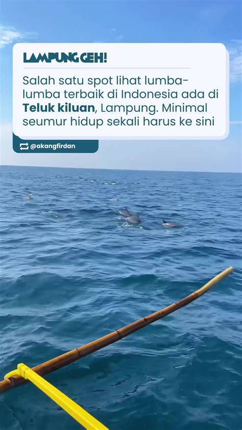 CDER TWITTER kesan vintage kualitas lebih konsisten bahagia lumba-lumba bebas seru banget image 2