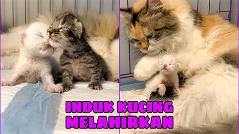 CeWe BoHaY BuKaKe 3gP ReDtUbE.CoM simak tips pilih kucing bonus spin banyak wawasan bisnis gratis sekarang image 1