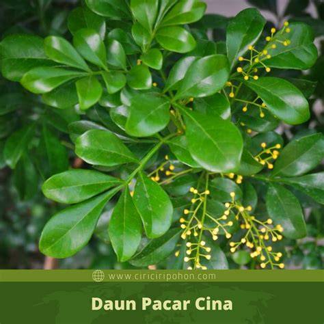 DauN PACAr CINa Tonton momen submit menghindari aquaplaning Kesempatan emas, order sekarang image 1